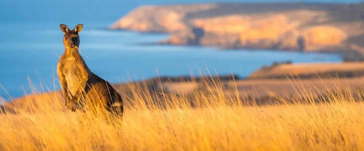kangaroo island featured