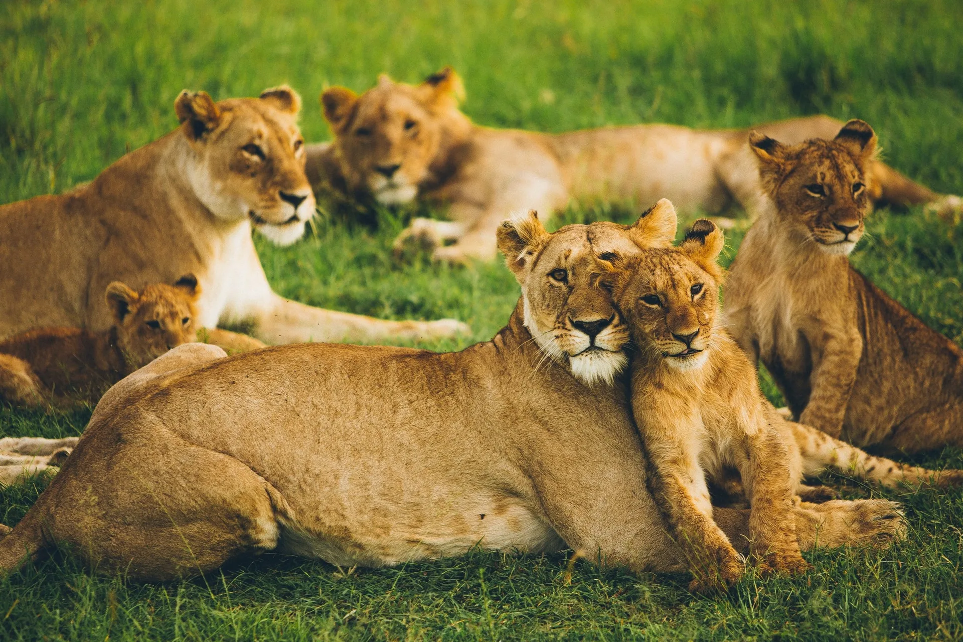Featured masai mara kenya