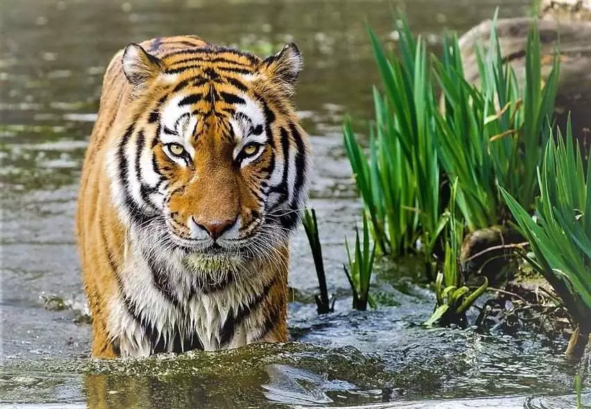 Nagarhole National Park, Karnataka