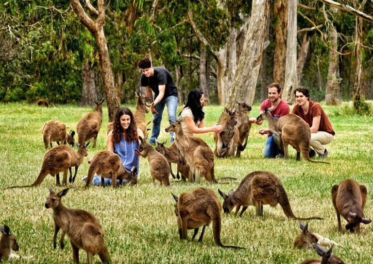 kangaroo island wildlife park tours