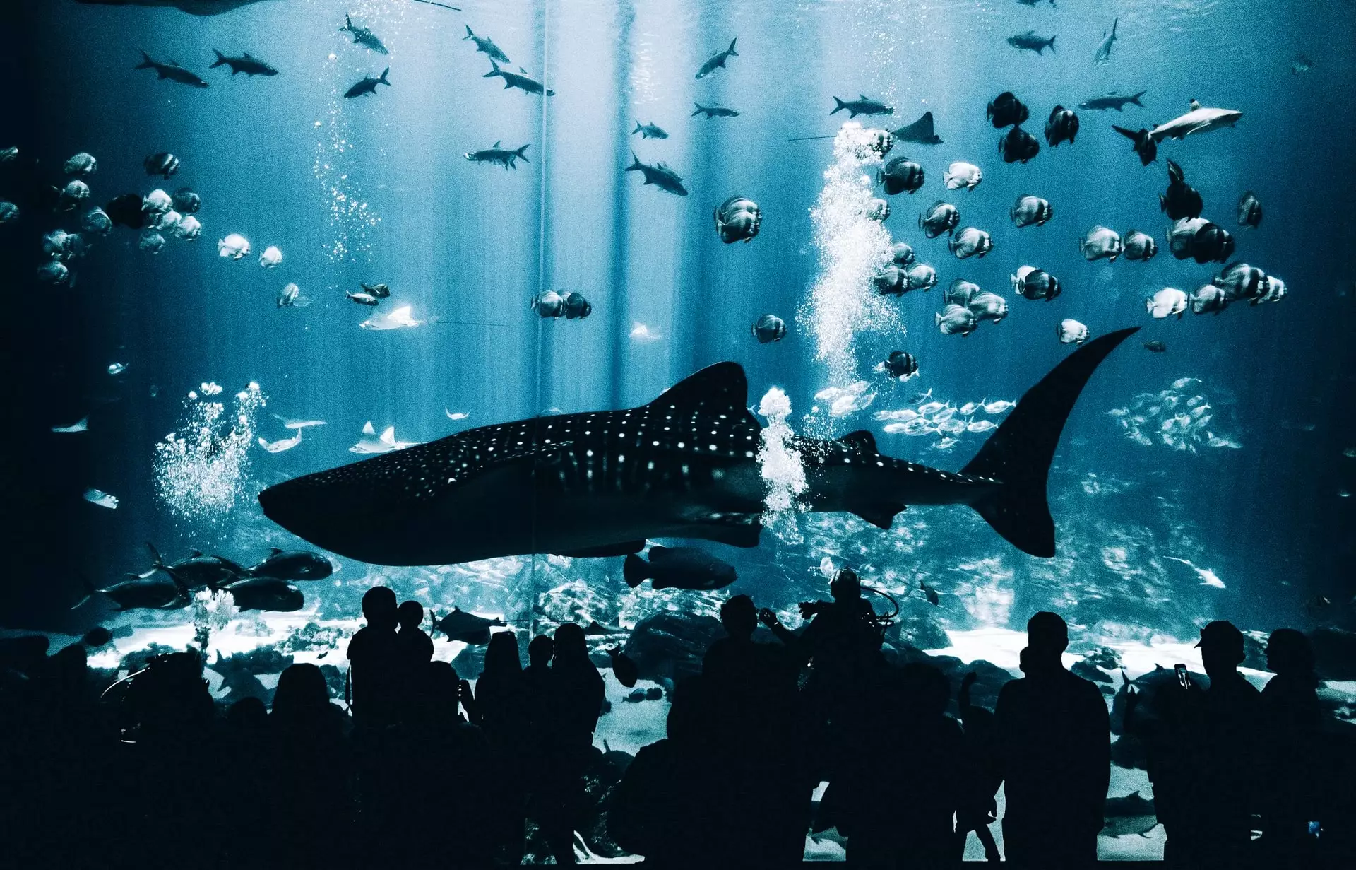 Georgia Aquarium