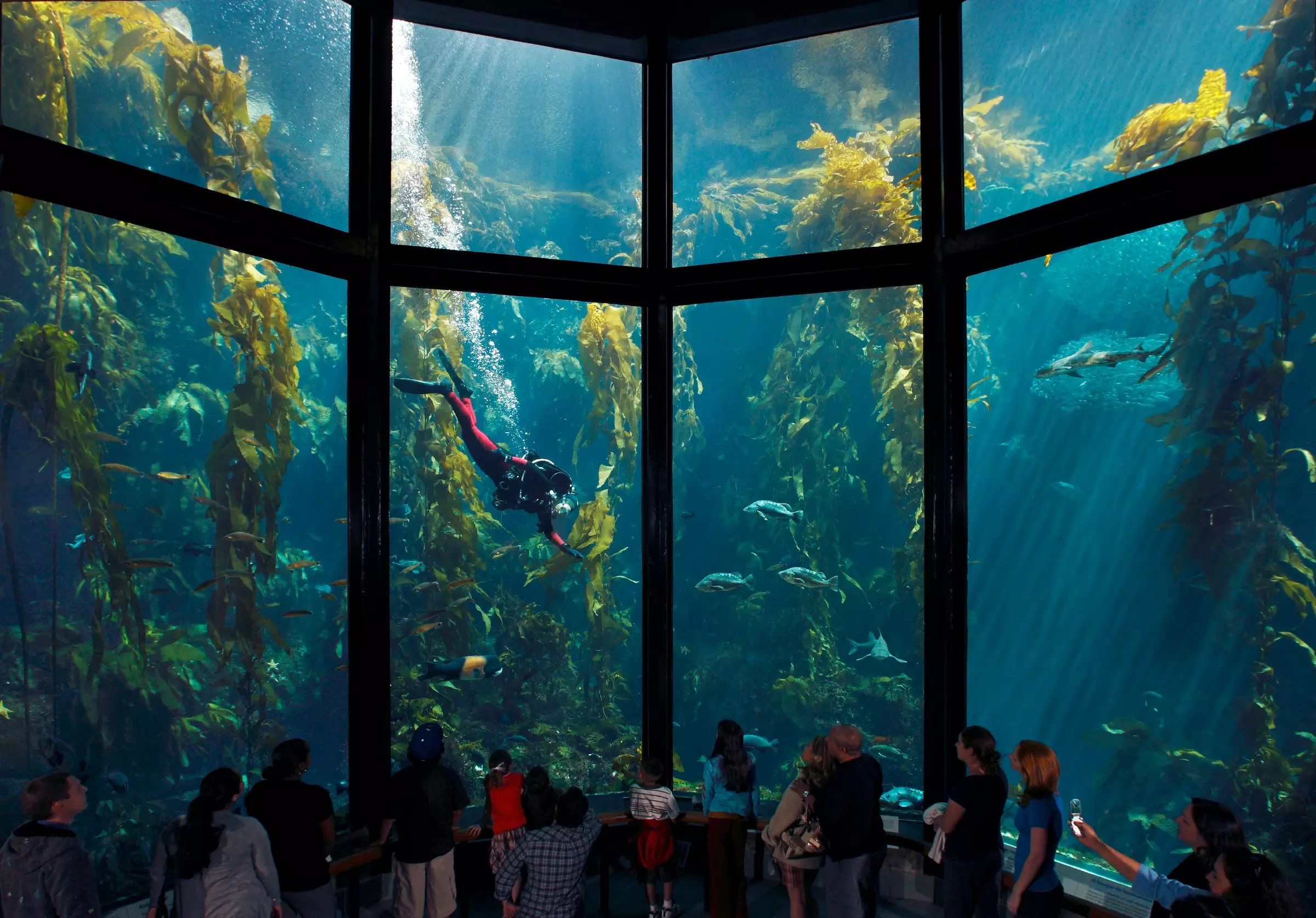 Monterey Bay Aquarium 